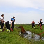 GB 20140719 001 Paard te water Inlaagpolder