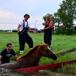 GB 20140719 003 Paard te water Inlaagpolder