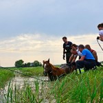 GB 20140719 013 Paard te water Inlaagpolder