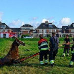 GB 20140803 004 Spaarndammerdijk paard te water